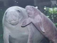 pets.onas.ru Tuleni