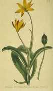 enc.tfode.com Tulimaa