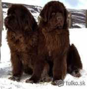 Tulko
