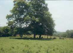 Tullock