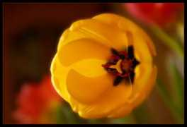 fotoart.pytalhost.de Tulpe
