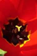 galerie.designnation.de Tulpe