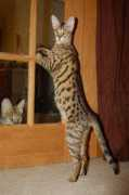 kittycatbreeders.com Tuminello