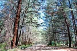 forestexplorers.com Tumpat