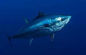 Tuna