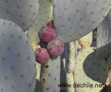 Tunas