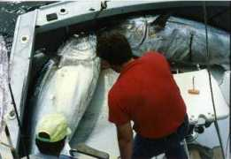Tunas