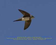 israbirding.com Tuneti