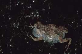 wildherps.com Tungara