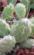 desert-tropicals.com Tunilla