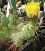 succulente.info Tunilla