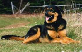 Tunza