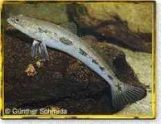 nativefish.asn.au Tupong