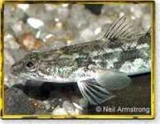 nativefish.asn.au Tupong