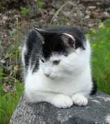 Tuppo