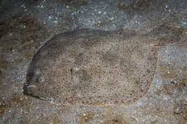oceaneyephoto.com Turbot