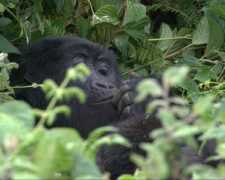 gorilladoctors.wildlifedirect.org Turiho