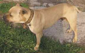 pitbullterrier.cz Turija