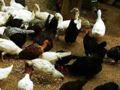 chickensintheroad.com Turken