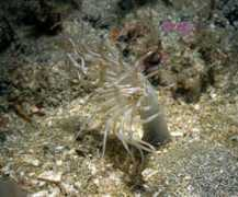 glaucus.org.uk Turkentine