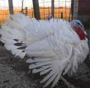 Turkeys