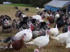 Turkeys