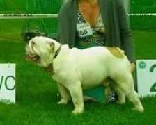 bulldogpedigree.com Turlaj