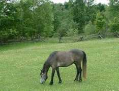 elphinfarms.com Turlough