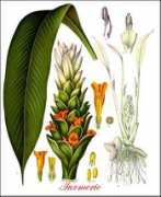 plantguide.org Turmeric