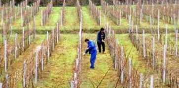 glasistre.hr Turnini