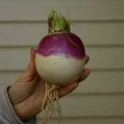 schmidling.com Turnips