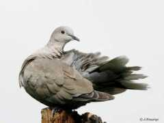 oiseaux.net Turque