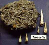 hoopermuseum.earthsci.carleton.ca Turr