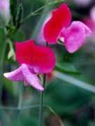 lathyrus-seed.com Turral