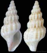gastropods.com Turrella