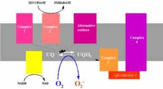 plantstress.com Turrens