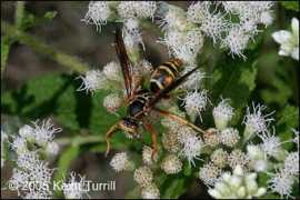 bugguide.net Turrill