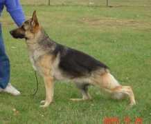 janmargsd.com Turrise