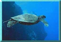 Turt