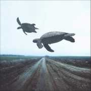 Turt