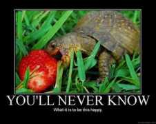 icrontic.com Turtle