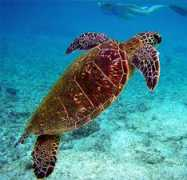 creation.com Turtle