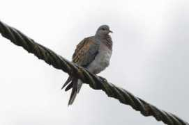 Turtledove