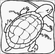 hernandoliving.com Turtler