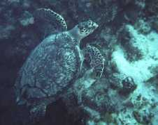 whittenfamily.com Turtles