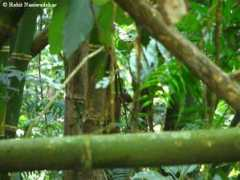 Turung