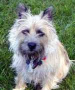 gotpetsonline.com Turzanski
