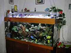 archiv.korallenriff.de Tuschick