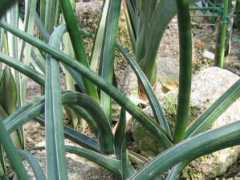 botanic.jp Tutito