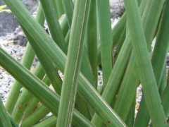 botanic.jp Tutito